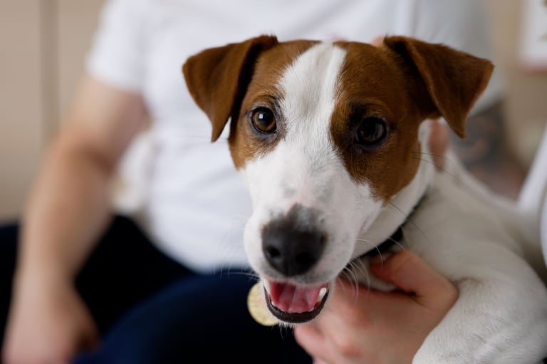 Petfriendly Hotels Spokane WA Cambria Hotel Spokane